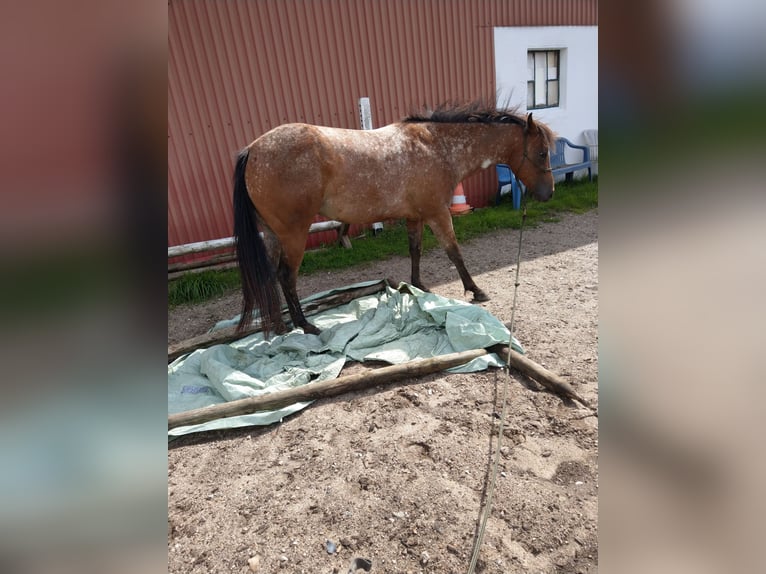 Kuc amerykański-Americas Klacz 6 lat 135 cm Gniada in Weede