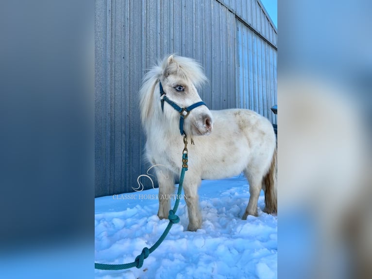 Kuc amerykański-Americas Klacz 7 lat 99 cm Biała in Republic, MO