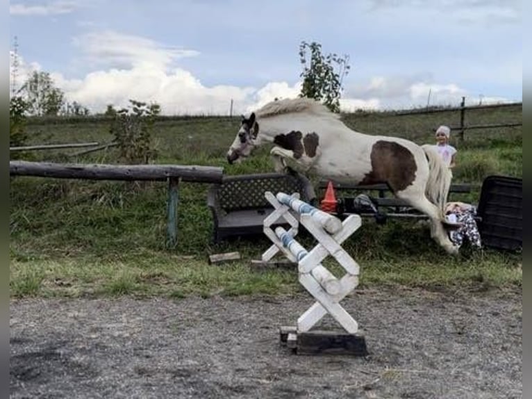 Kuc amerykański-Americas Klacz 8 lat 122 cm Srokata in Uherské Hradiště