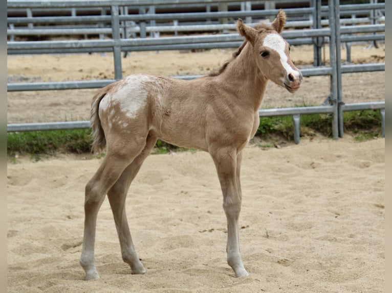 Kuc amerykański-Americas Ogier Źrebak (01/2026) 145 cm Bułana in Quitzdorf am See