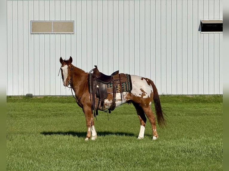 Kuc amerykański-Americas Wałach 10 lat 142 cm Cisawa in Cannon Falls