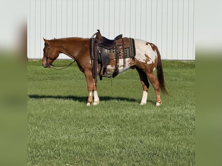 Kuc amerykański-Americas Wałach 10 lat 142 cm Cisawa in Cannon Falls
