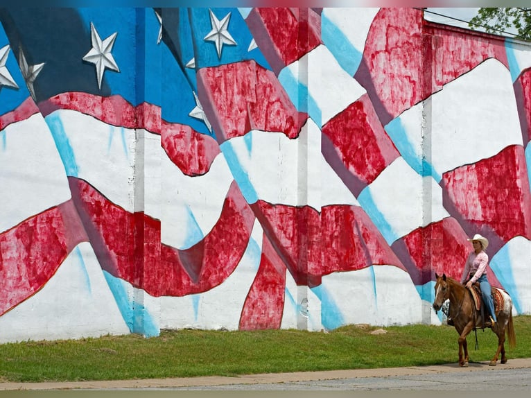 Kuc amerykański-Americas Wałach 13 lat 140 cm Kasztanowatodereszowata in Quitman AR