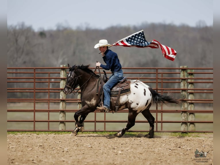 Kuc amerykański-Americas Mix Wałach 5 lat 147 cm Srokata in Auburn
