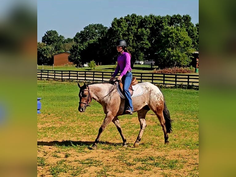 Kuc amerykański-Americas Wałach 7 lat 147 cm in Robards, KY