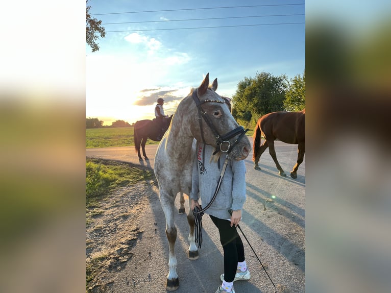 Kuc amerykański-Americas Wałach 8 lat 154 cm  in Aken