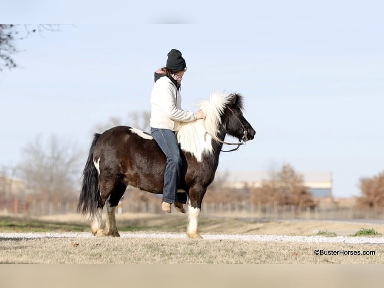 Kuc amerykański-Americas Wałach 10 lat 112 cm Tobiano wszelkich maści in Weatherford Tx