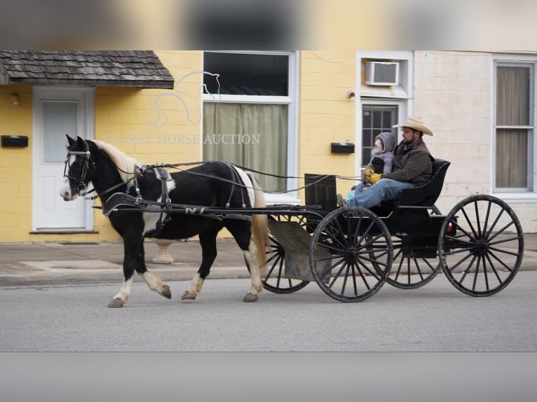 Kuc amerykański-Americas Wałach 12 lat 132 cm Tobiano wszelkich maści in Coal City, IN