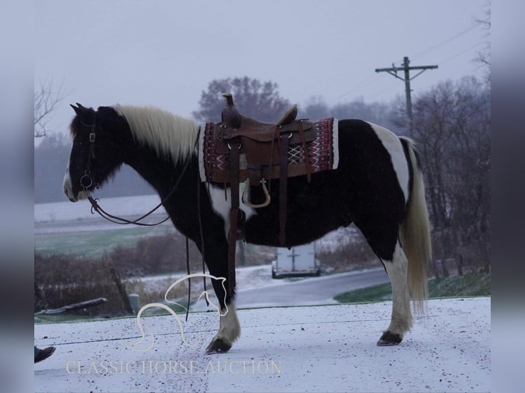 Kuc amerykański-Americas Wałach 12 lat 132 cm Tobiano wszelkich maści in Coal City, IN