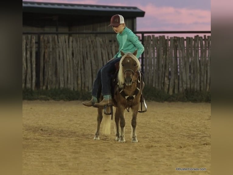 Kuc amerykański-Americas Wałach 16 lat 99 cm Ciemnokasztanowata in Weatherford TX