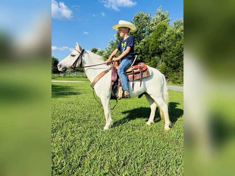 Kuc amerykański-Americas Wałach 5 lat 109 cm Siwa in Breeding, KY