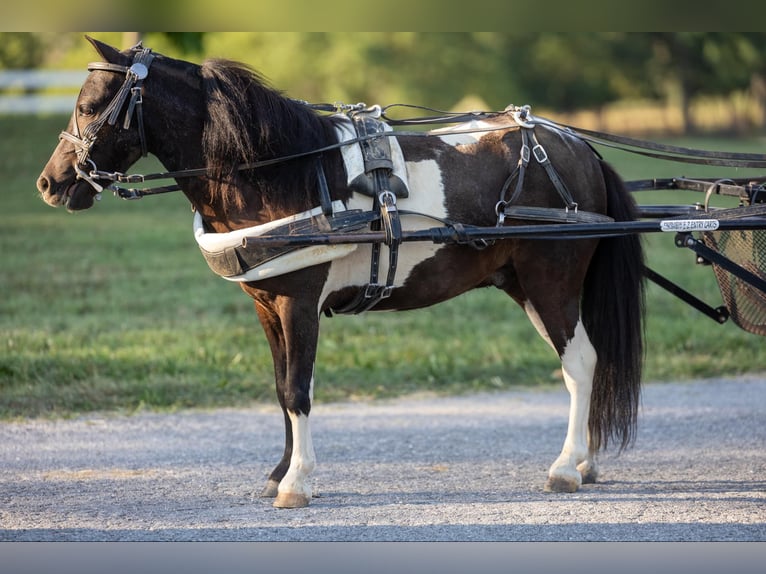 Kuc amerykański-Americas Wałach 5 lat 91 cm Tobiano wszelkich maści in Ewing KY