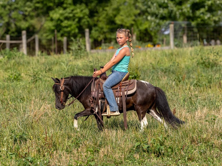 Kuc amerykański-Americas Wałach 5 lat 91 cm Tobiano wszelkich maści in Ewing KY