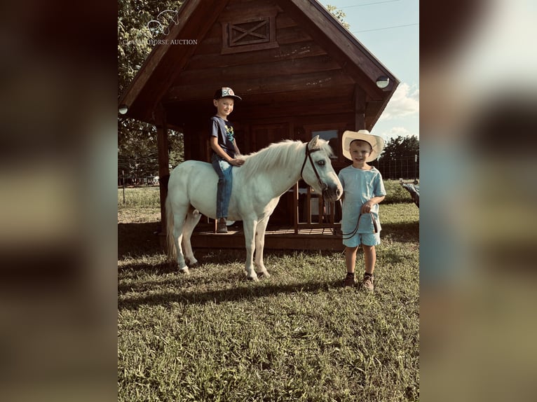 Kuc amerykański-Americas Wałach 6 lat 109 cm Siwa in Breeding, KY