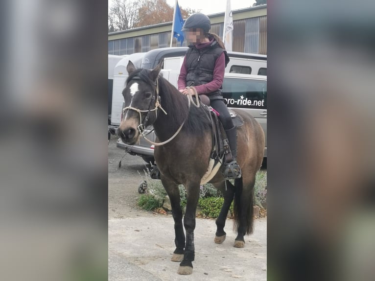 Kuc Connemara Mix Klacz 10 lat 156 cm Jelenia in Zeuthen