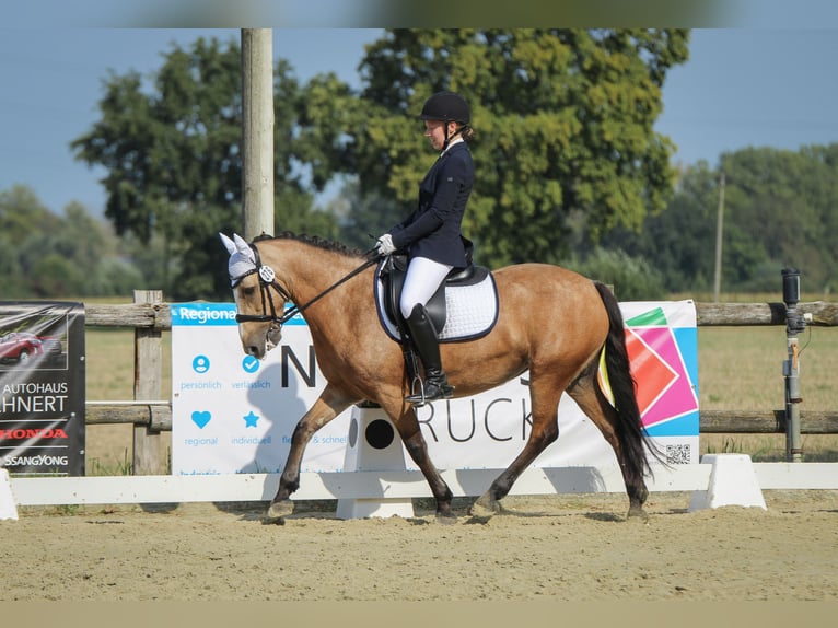 Kuc Connemara Mix Klacz 11 lat 141 cm Bułana in Lippstadt