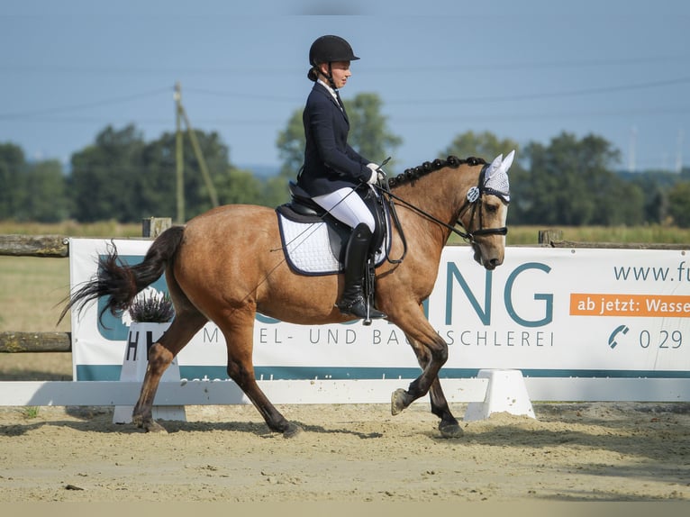 Kuc Connemara Mix Klacz 11 lat 141 cm Bułana in Lippstadt