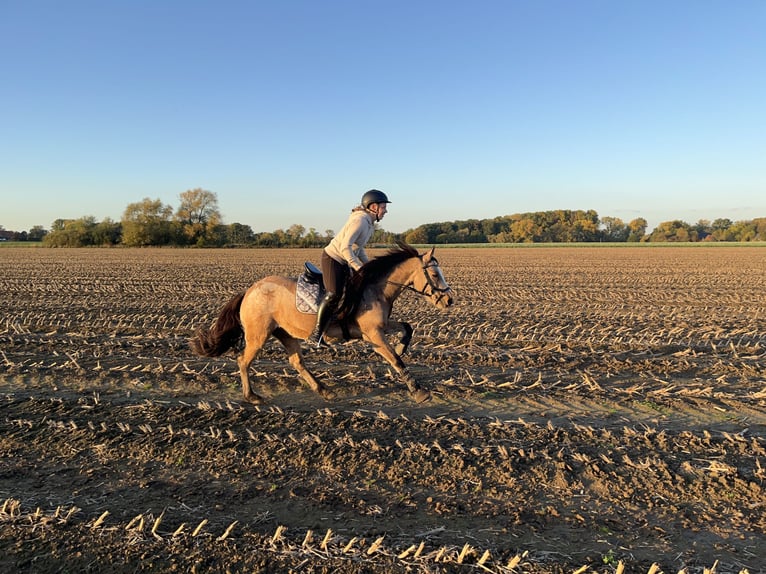 Kuc Connemara Mix Klacz 11 lat 141 cm Bułana in Lippstadt