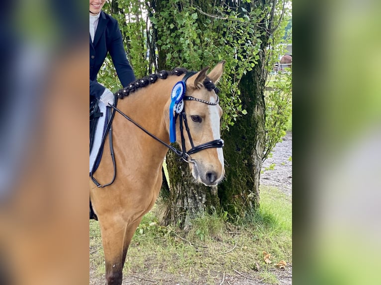 Kuc Connemara Mix Klacz 11 lat 141 cm Bułana in Lippstadt