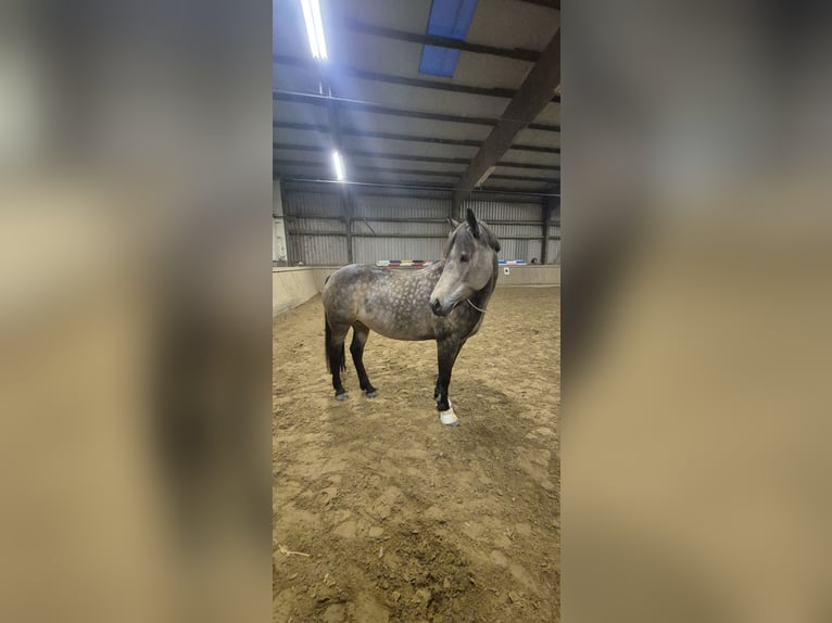 Kuc Connemara Klacz 11 lat 145 cm Bułana in Hanau