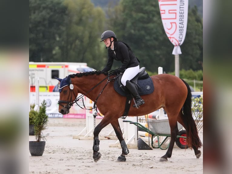 Kuc Connemara Klacz 11 lat 155 cm Gniada in Weitramsdorf