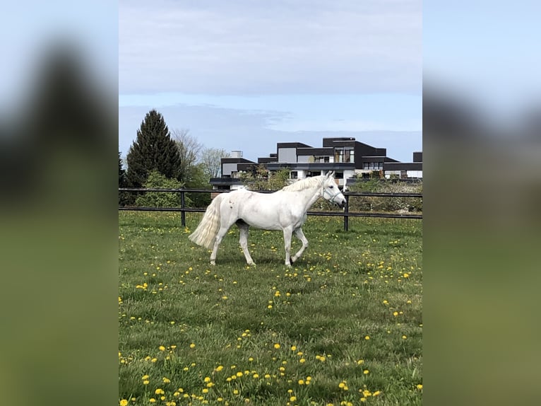 Kuc Connemara Klacz 12 lat 147 cm Siwa w hreczce in Bad Herrenalb