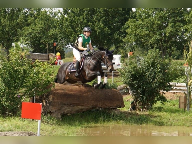 Kuc Connemara Klacz 12 lat 148 cm Ciemnogniada in Grünberg