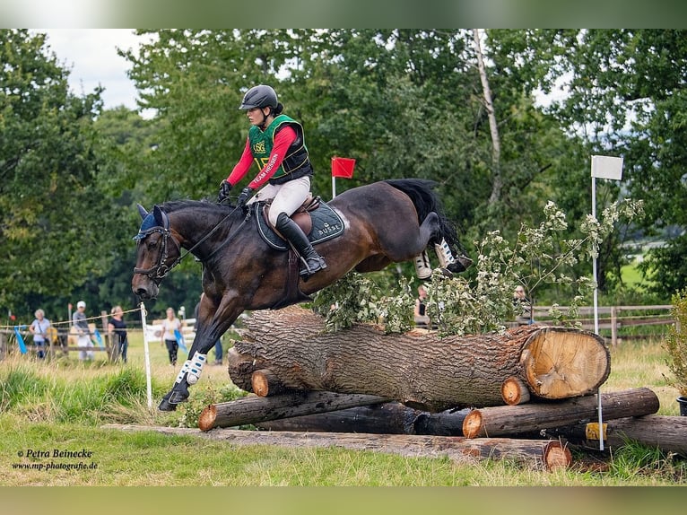 Kuc Connemara Klacz 12 lat 148 cm Ciemnogniada in Grünberg