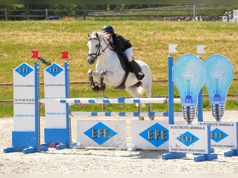 Kuc Connemara Klacz 12 lat 148 cm Siwa in Lesigny