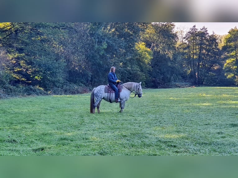 Kuc Connemara Mix Klacz 12 lat 151 cm Siwa jabłkowita in Kerken