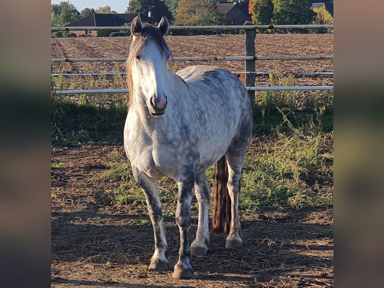 Kuc Connemara Mix Klacz 12 lat 151 cm Siwa jabłkowita in Kerken