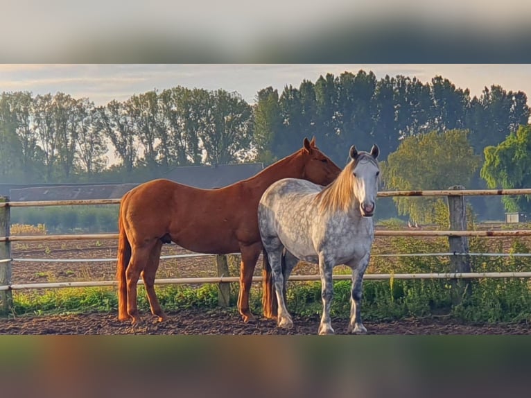 Kuc Connemara Mix Klacz 12 lat 151 cm Siwa jabłkowita in Kerken