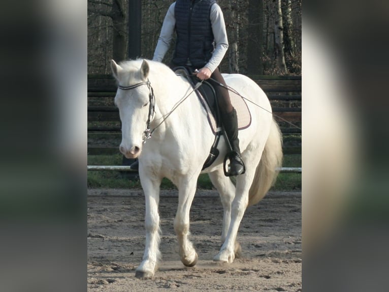 Kuc Connemara Klacz 13 lat 144 cm Siwa in Münster