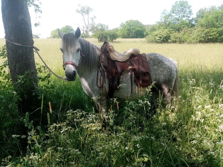 Kuc Connemara Mix Klacz 13 lat 145 cm Siwa w hreczce in Karbach
