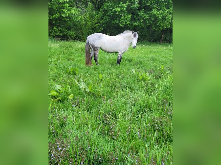 Kuc Connemara Klacz 13 lat 146 cm Siwa jabłkowita in Schwielowsee