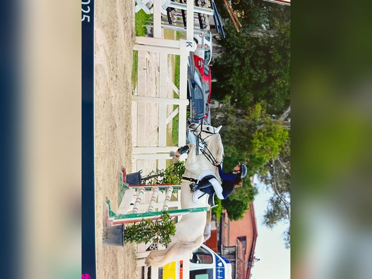 Kuc Connemara Klacz 14 lat 141 cm Siwa in Roma