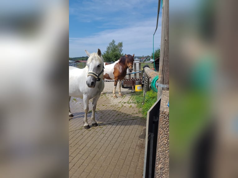 Kuc Connemara Klacz 14 lat 148 cm Siwa in &#xDC;hlingen-Birkendorf