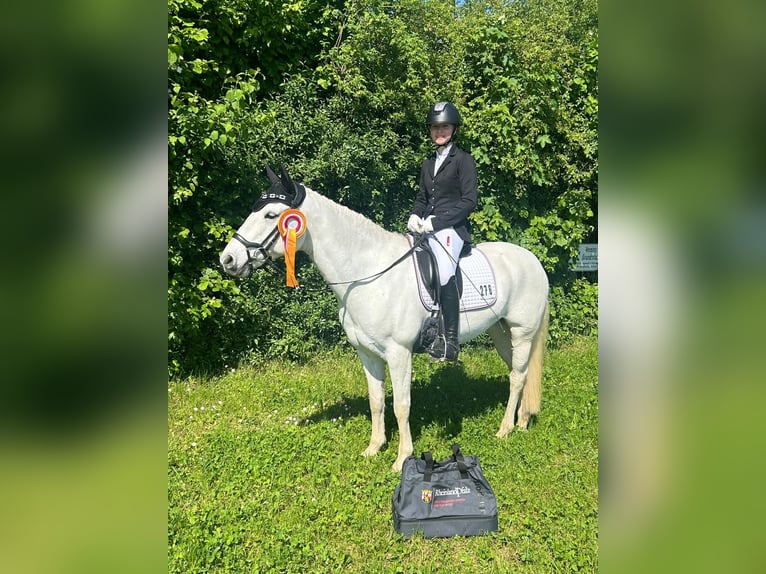 Kuc Connemara Klacz 15 lat 148 cm Siwa in Weiler bei Bingen