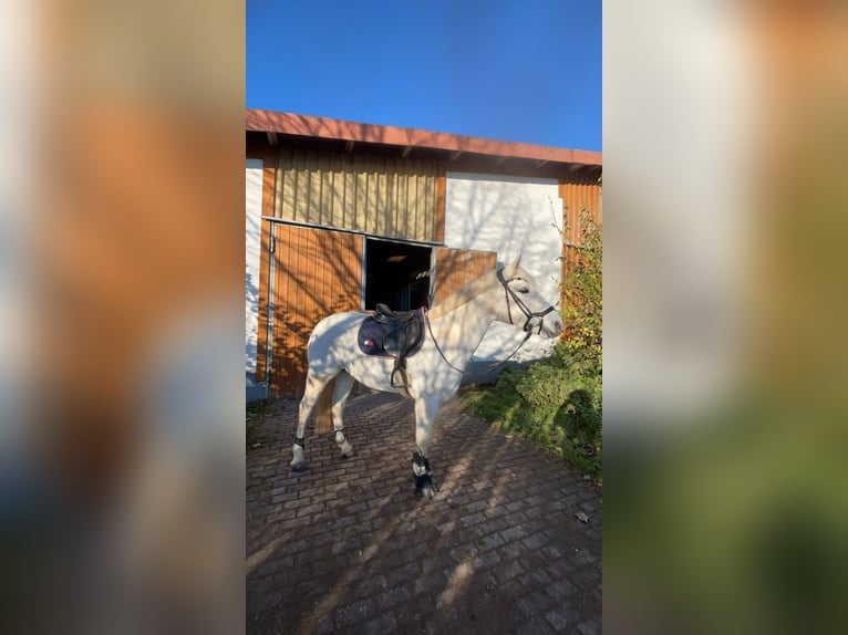 Kuc Connemara Klacz 15 lat 148 cm Siwa in Weiler bei Bingen