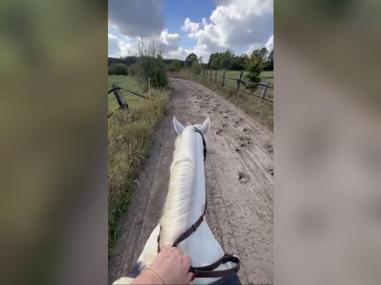 Kuc Connemara Klacz 15 lat 152 cm Siwa in Gütersloh