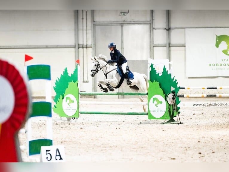 Kuc Connemara Mix Klacz 15 lat Siwa in Warszaw