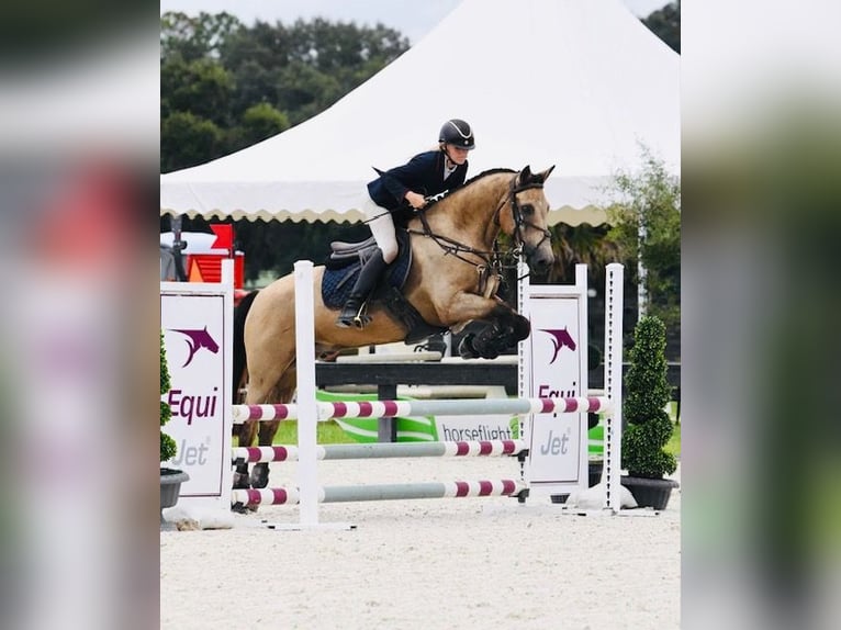 Kuc Connemara Klacz 17 lat 146 cm Bułana in Gainesville