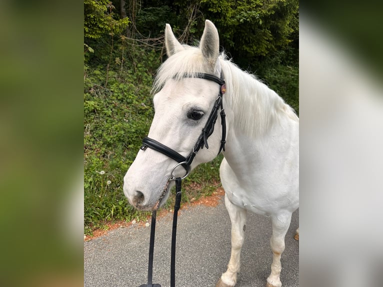 Kuc Connemara Klacz 18 lat 150 cm Siwa in Gontenschwil