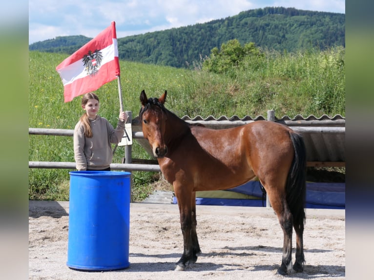 Kuc Connemara Klacz 1 Rok 148 cm Gniada in Behamberg