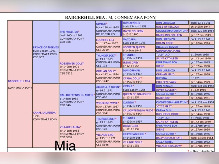 Kuc Connemara Klacz 21 lat 143 cm Siwa jabłkowita in Osdorf