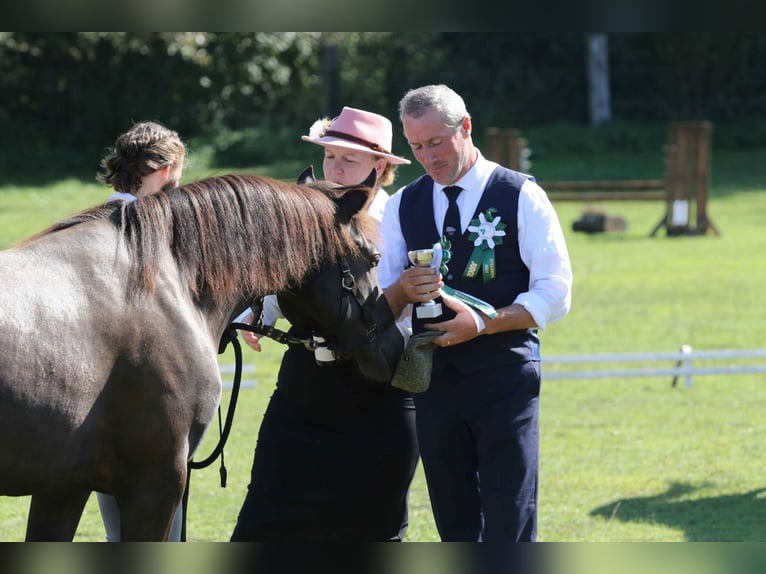 Kuc Connemara Klacz 2 lat 140 cm Bułana in Straskov 32