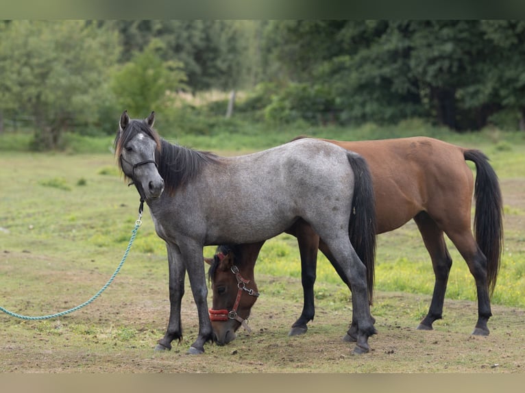 Kuc Connemara Klacz 2 lat 145 cm Karosiwa in Chościszowice