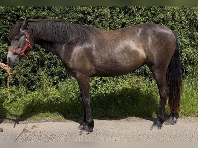 Kuc Connemara Klacz 2 lat 148 cm Siwa in Cumbria