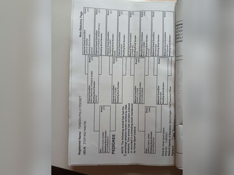 Kuc Connemara Mix Klacz 3 lat 130 cm Stalowosiwy in Dhronecken