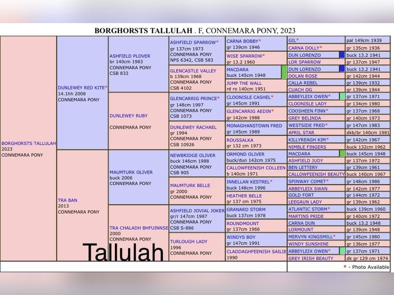 Kuc Connemara Klacz 3 lat 140 cm Gniada in OsdorfOsdorf